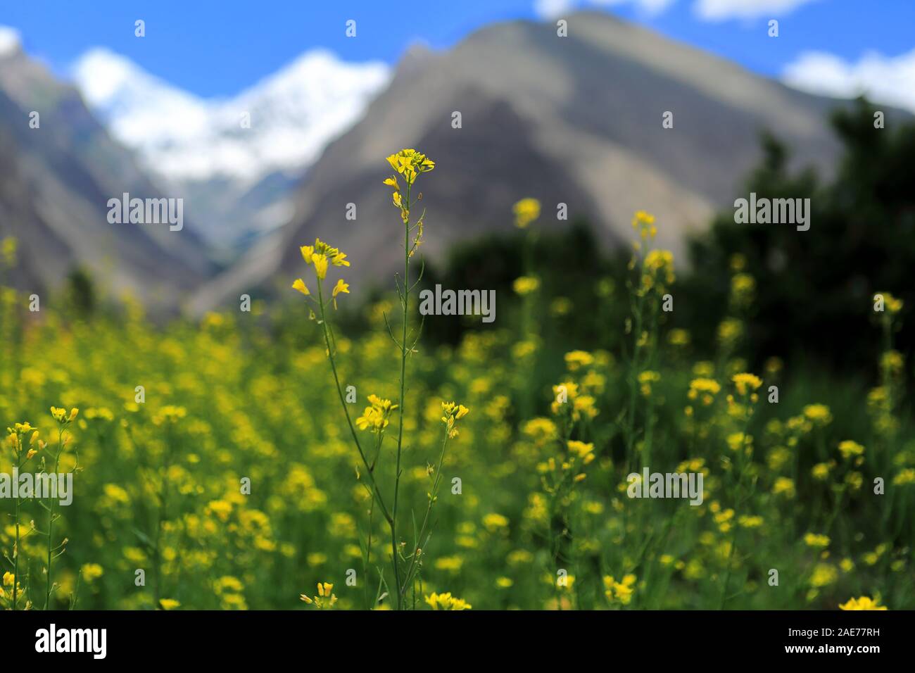 Hunza Valley, Gilgit Baltistan, Pakistan. Foto Stock