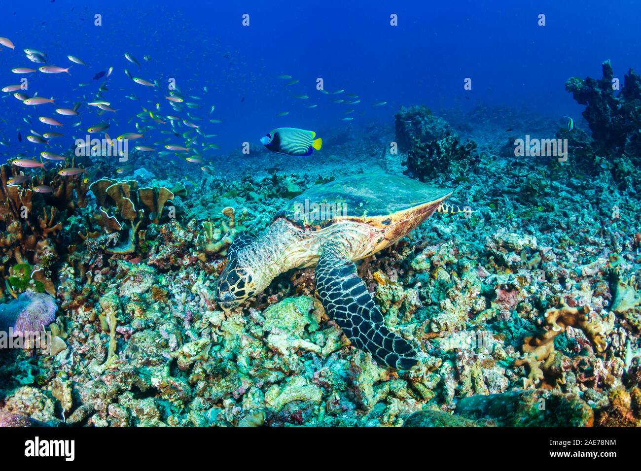 Hawksbill Sea Turtle alimentazione su un hard Coral reef Foto Stock