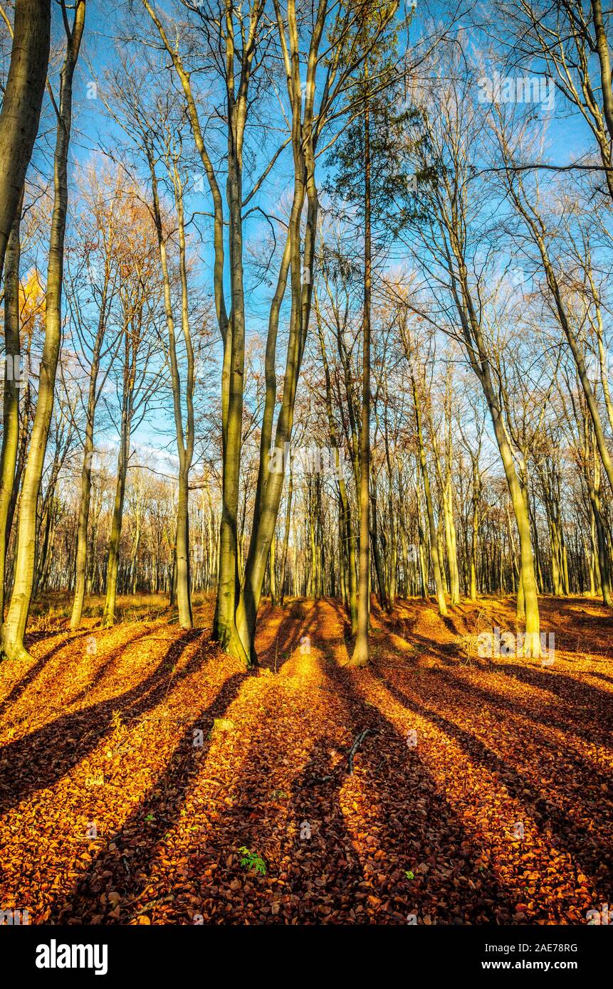 Luce calda del sole in autunno foresta colorata Foto Stock