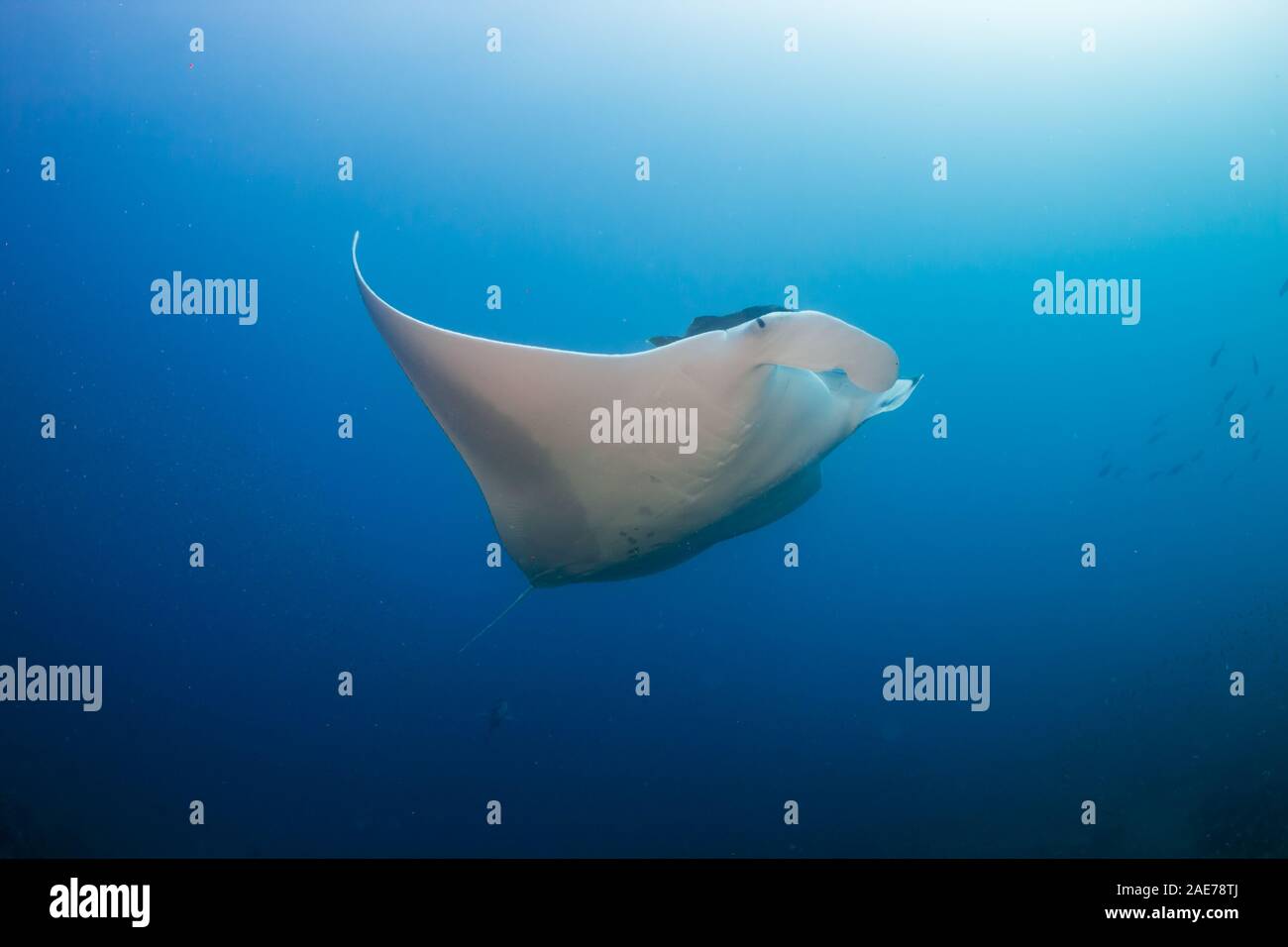 Oceanic Manta Ray (Mobula birostris) in un blu oceano tropicale (Koh Bon, Thailandia) Foto Stock