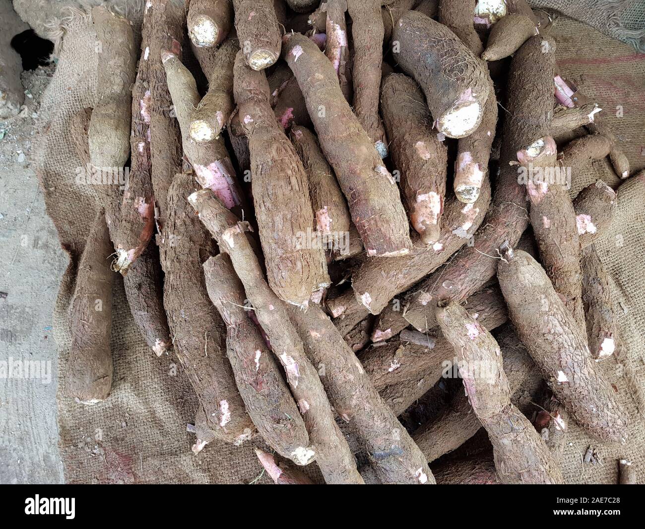 Manioca o la manioca è una radice commestibili. Manihot esculenta. Mercato di frutta e verdura nello Sri Lanka Foto Stock