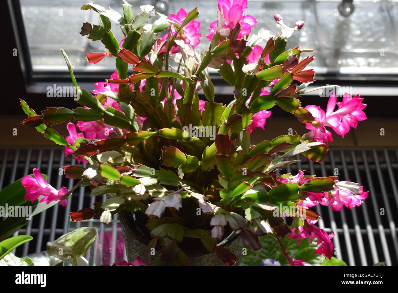 Rosa cactus in fiore Foto Stock