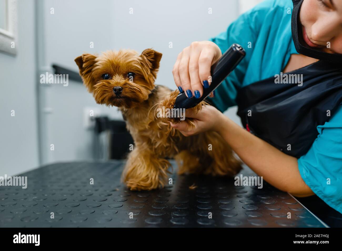 Groomer con lucidatrice, toelettatura Foto Stock