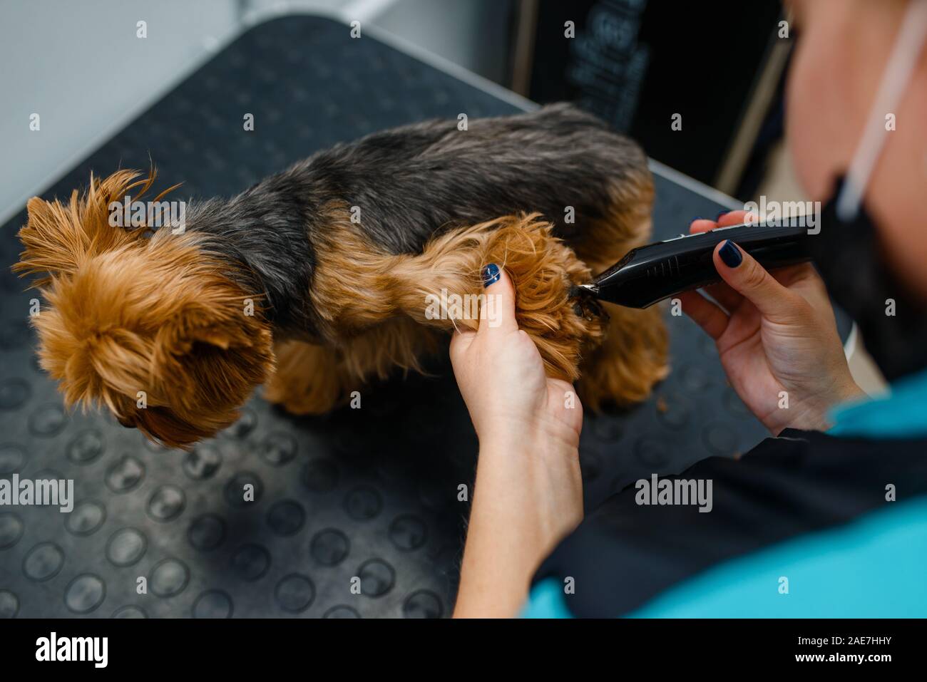 Groomer con lucidatrice, toelettatura Foto Stock