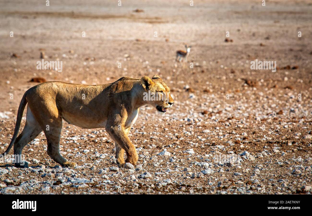 Femmina lion a piedi attraverso un terreno pietroso Foto Stock