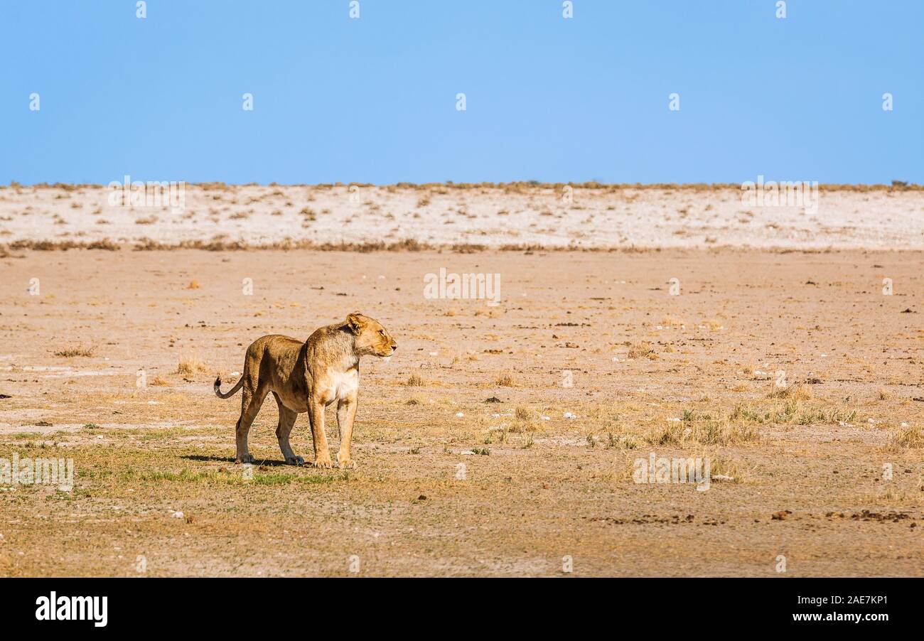 Lion spotting permanente per pregare Foto Stock