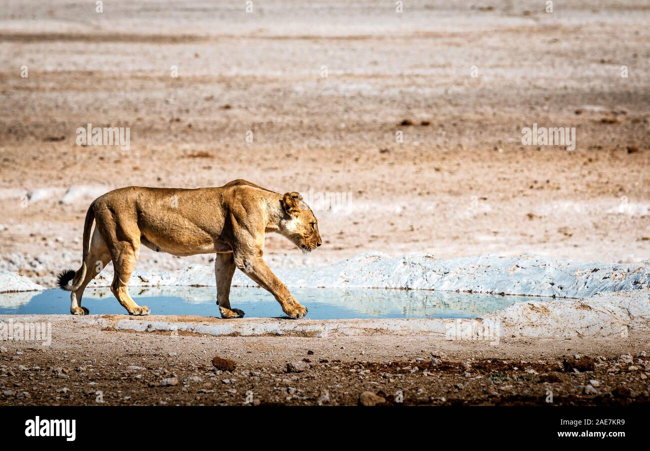 Femmina a piedi lion con acqua in background Foto Stock