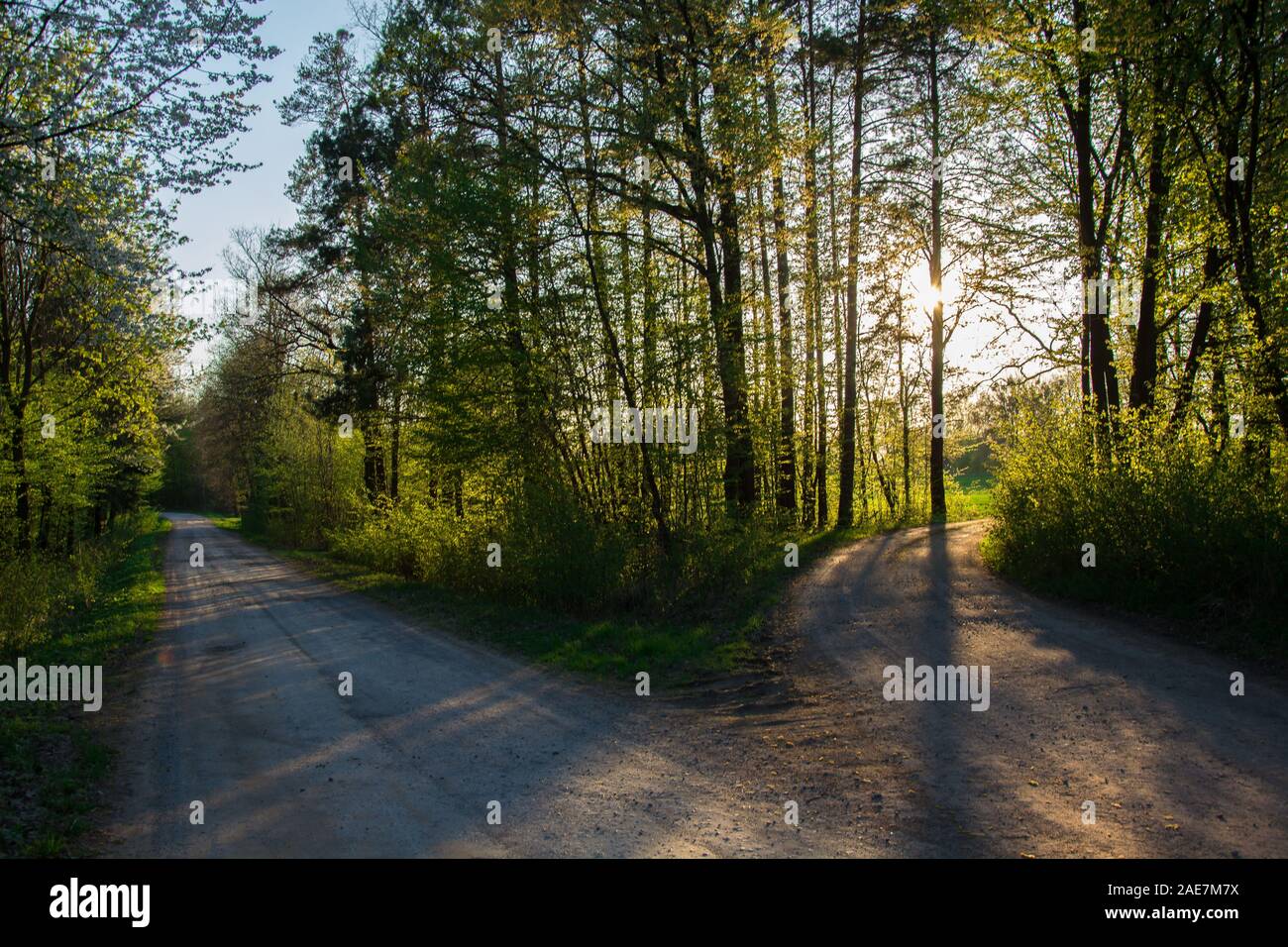 Due strade a forcella nella foresta illuminata dal sole - vista a molla Foto Stock