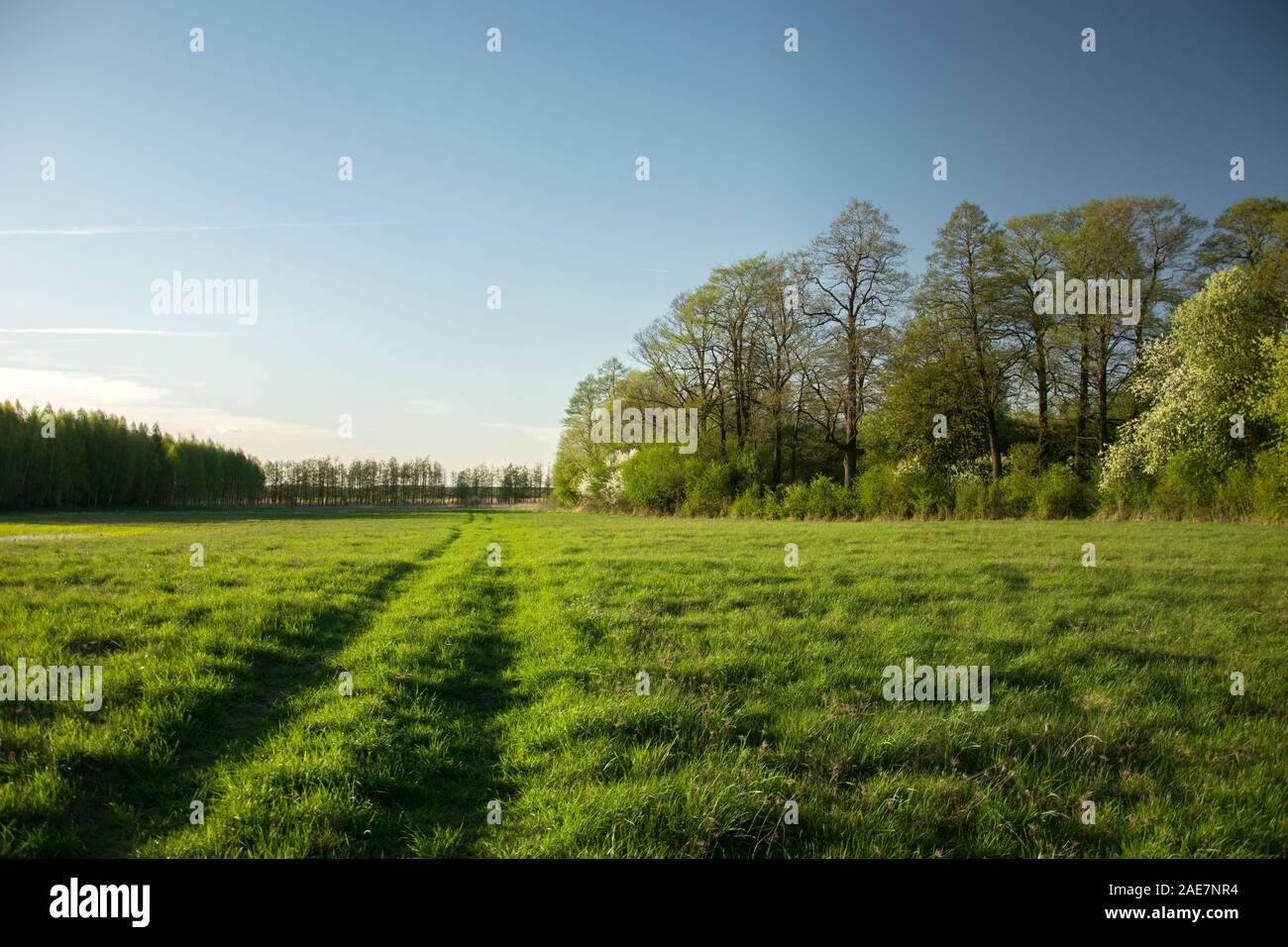 Le tracce delle ruote sul prato, fioritura e alberi verdi e la luce del sole - Vista in una giornata di sole Foto Stock