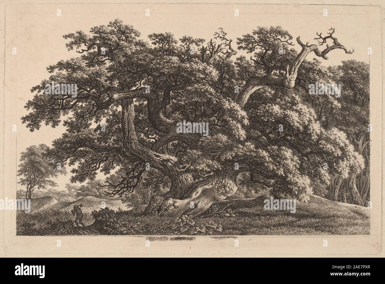 Disegno di una quercia ampiamente espandibile di Carl Wilhelm Kolbe tra il 1825 e il 1830, che mostra tronchi, rami, foglie, baldacchino, e forma naturale. Foto Stock