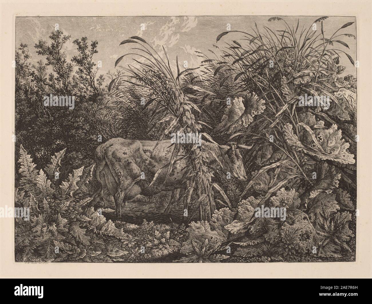 Un disegno del 1800-1803 di Carl Wilhelm Kolbe il Vecchio che mostra una mucca in piedi in una palude, enfatizzando la forma animale, la vegetazione, l'acqua e le tecniche di disegno paesaggistico europeo dei primi anni del XIX secolo. Foto Stock