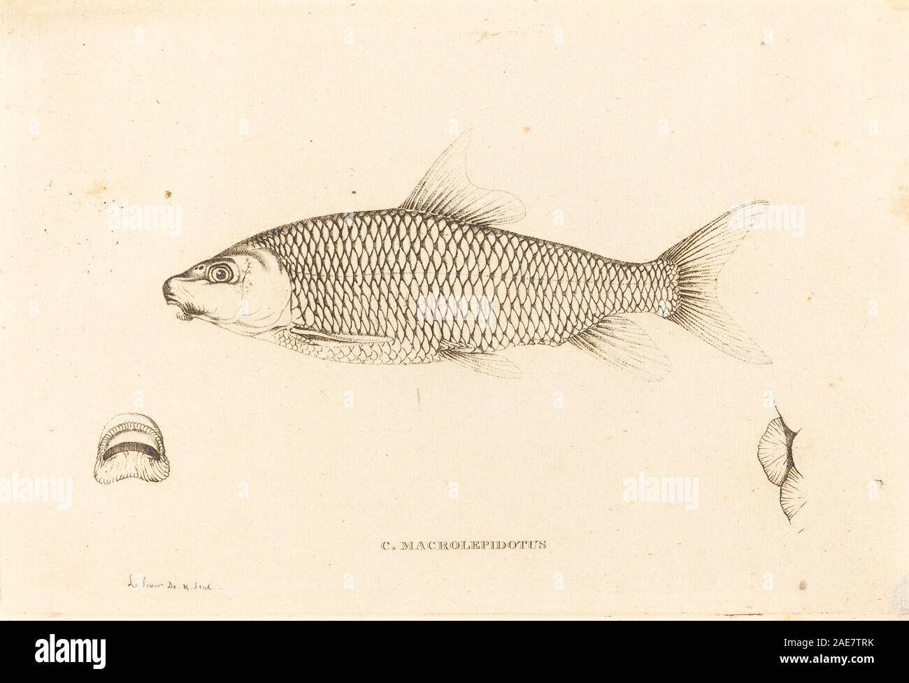 C. Macrolepidotus, documentato da Charles Alexandre Lesueur tra il 1817 e il 1821, è un'illustrazione scientifica di una specie di pesci marini. La grafica enfatizza le caratteristiche anatomiche, le scale, le alette, le proporzioni del corpo, la colorazione, indicazione dell’habitat e osservazione scientifica. Riflette l'illustrazione della storia naturale dell'inizio del XIX secolo e lo studio ittiologico. Foto Stock