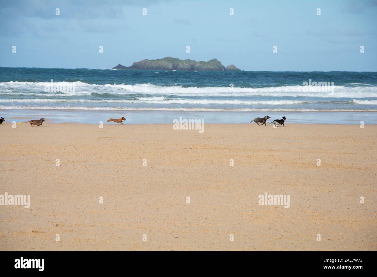 Ottobre 2019 - un gruppo di dachsunds Cani giocando a Harlyn Bay Beach, a est di Trevose Head, vicino a Padstow in Cornovaglia, Regno Unito Foto Stock