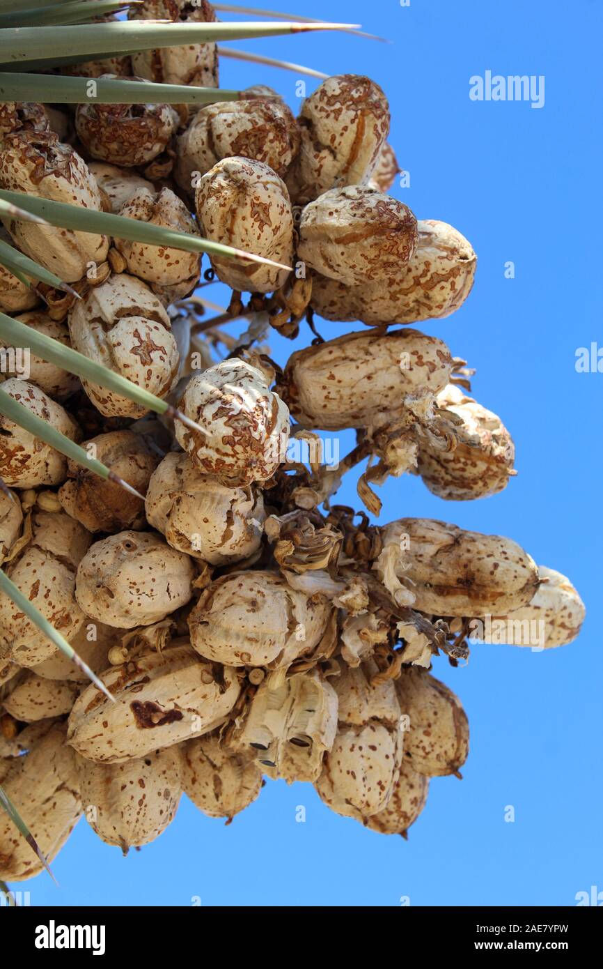 Fino a quando soread da piccoli animali o di vento, semi di Joshua Tree, Yucca brevifolia, sono memorizzati nei frutti, qui, nella parte meridionale del Deserto Mojave. Foto Stock