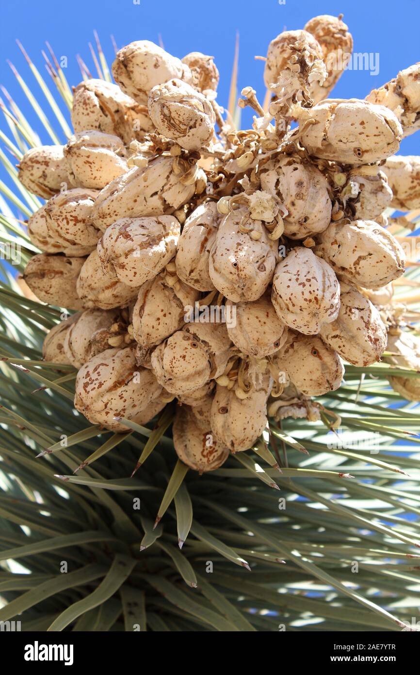 Fino a quando soread da piccoli animali o di vento, semi di Joshua Tree, Yucca brevifolia, sono memorizzati nei frutti, qui, nella parte meridionale del Deserto Mojave. Foto Stock