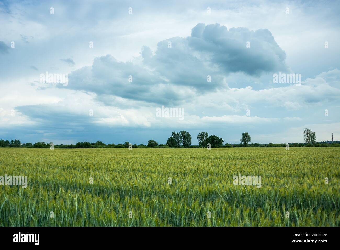 Cereali e piovoso nuvole nel cielo. Nowiny, Polonia Foto Stock