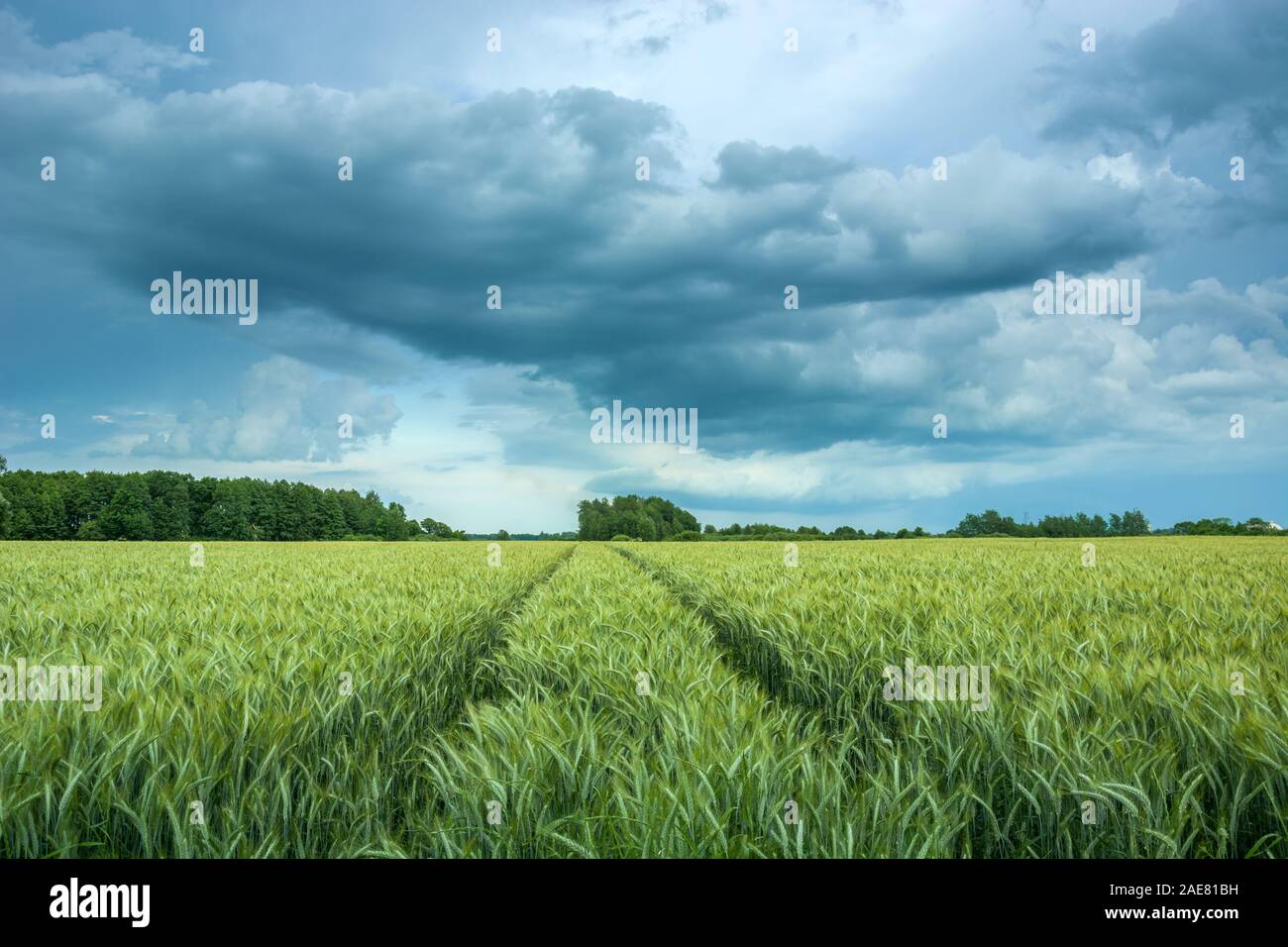 Tracce del grano e una nube scura nel cielo. Nowiny, Polonia Foto Stock