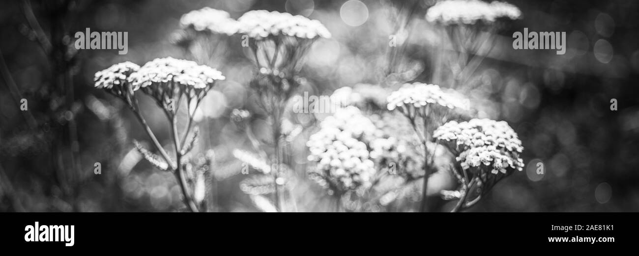 Yarrow con il bianco fiori crescono nel giardino, offuscata bw foto. Foto Stock