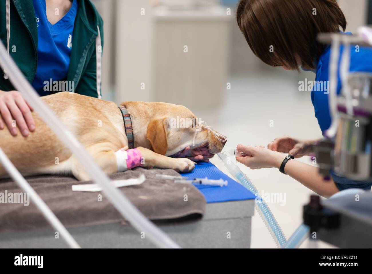 Tecnici veterinari preparare i canini per la chirurgia. Essi potranno anche utilizzare il tempo quando il cane è addormentato per agganciare la loro convergenza chiodi. Foto Stock