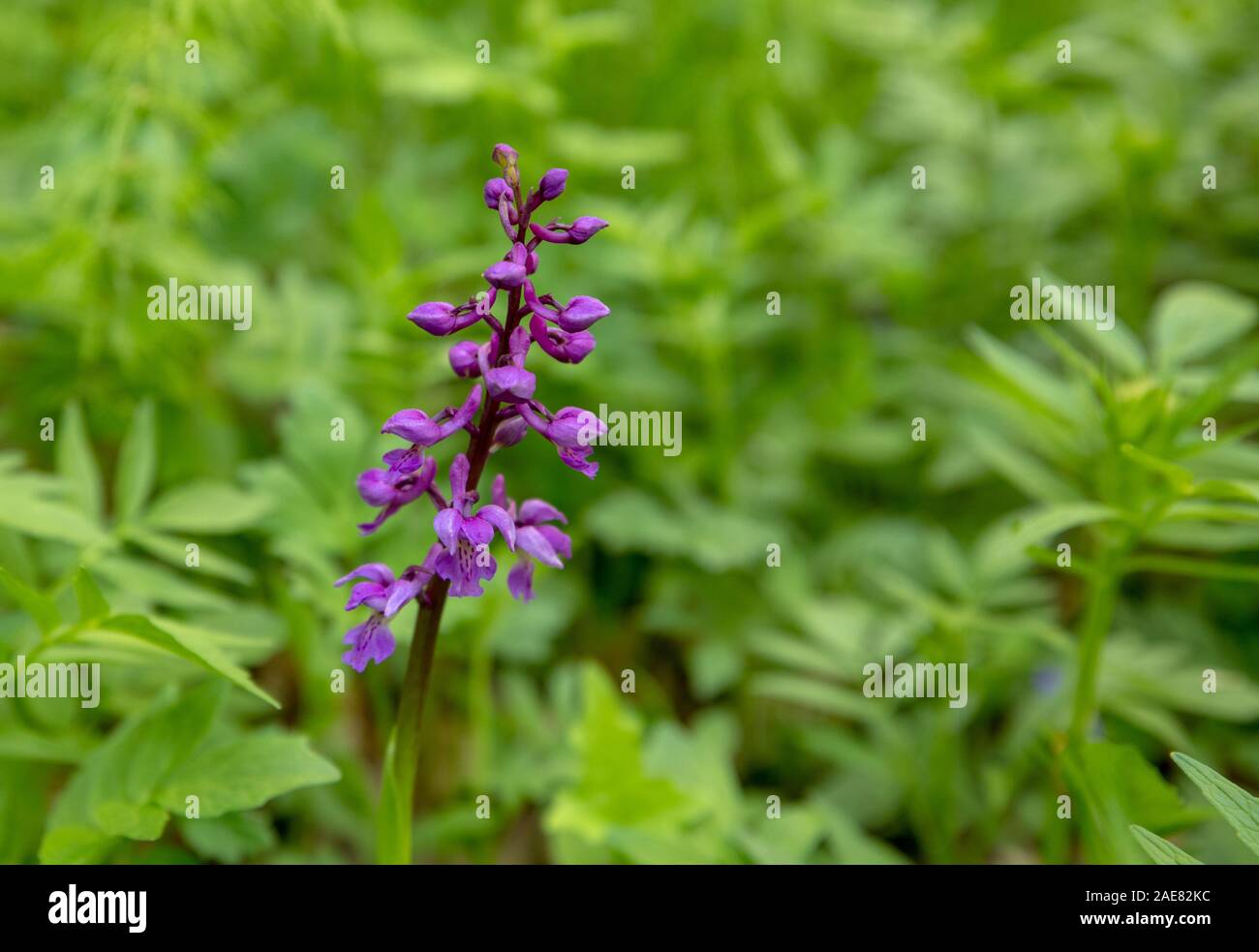 Inizio Purple Orchid - Orchis mascula in habitat naturali Foto Stock