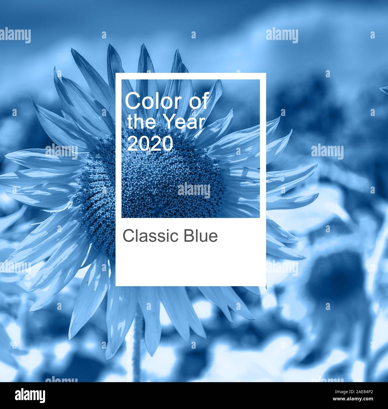 Colore Pantone dell'anno 2020. Blu classico. Colore tavolozza di tendenza. mockup. Foto Stock