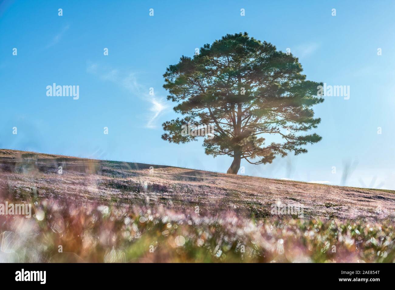 Immagine di riserva libera di alta qualità reale veduta aerea del campo di erba Rosa al lago di Suoi Vang, da Lat, Vietnam. Foto Stock