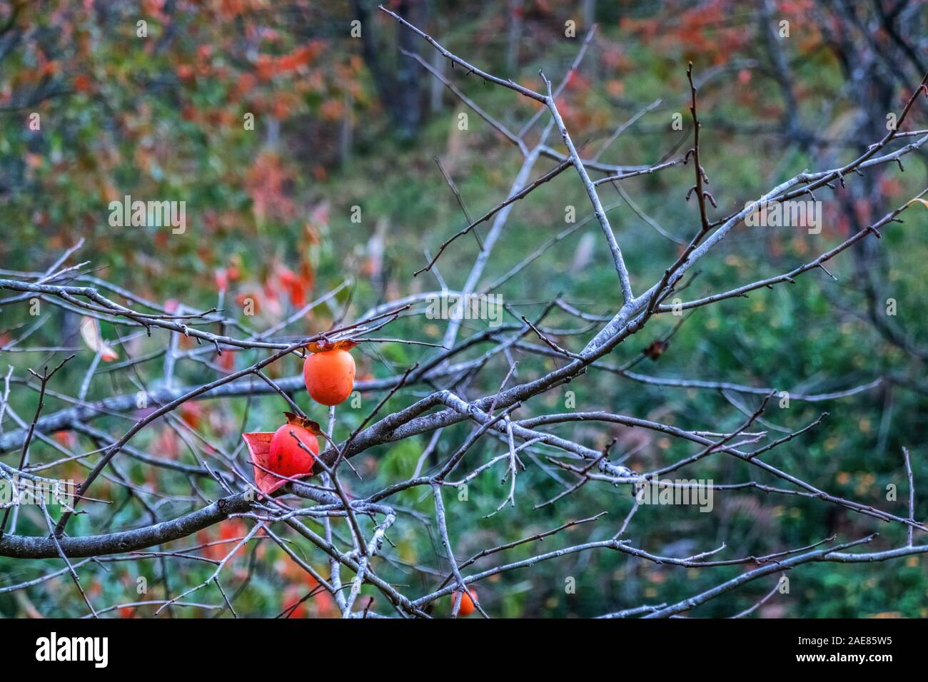 Frutta di arancio di Persimmon nel giardino. Giapponese persimmon, Diospyros kaki Lycopersicum. Frutto di persimmone sul ramo di albero di prugna di Kaki, Dalat, Vietnam Foto Stock