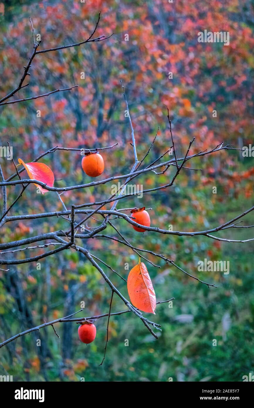 Frutta di arancio di Persimmon nel giardino. Giapponese persimmon, Diospyros kaki Lycopersicum. Frutto di persimmone sul ramo di albero di prugna di Kaki, Dalat, Vietnam Foto Stock