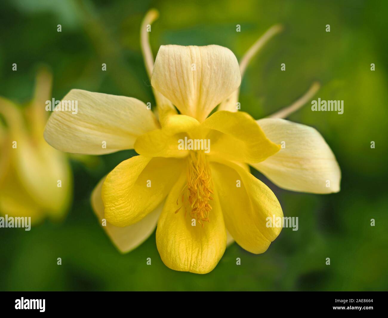 Primo piano di un luminoso giallo fiore Columbine (Aquilegia) in un giardino di primavera Foto Stock
