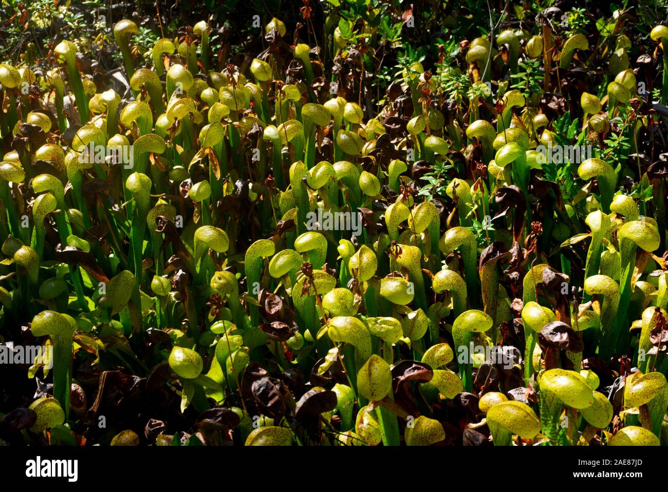 Edicola Darlingtonia, a sud di Oregon, Darlingtonia parco statale, Oregon, Stati Uniti d'America Foto Stock