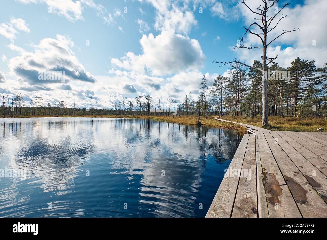 Il paesaggio intorno al percorso a piedi di Viru bog, uno dei più accessibili torbiere in Estonia, situato in Lahemaa National Park Foto Stock