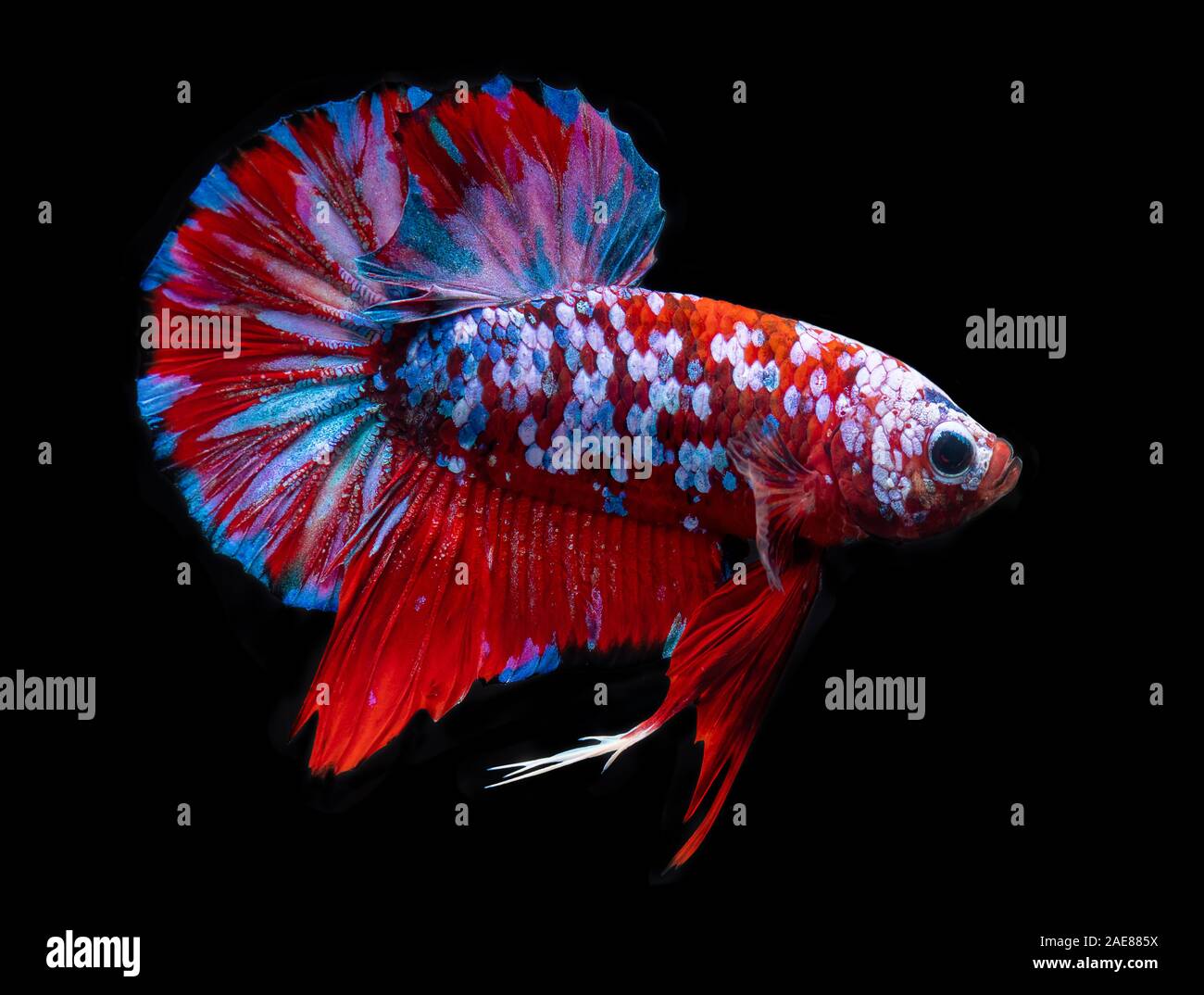 Fancy koi betta galaxy o siamesi lotta contro la pesca con sfondo nero. Foto Stock
