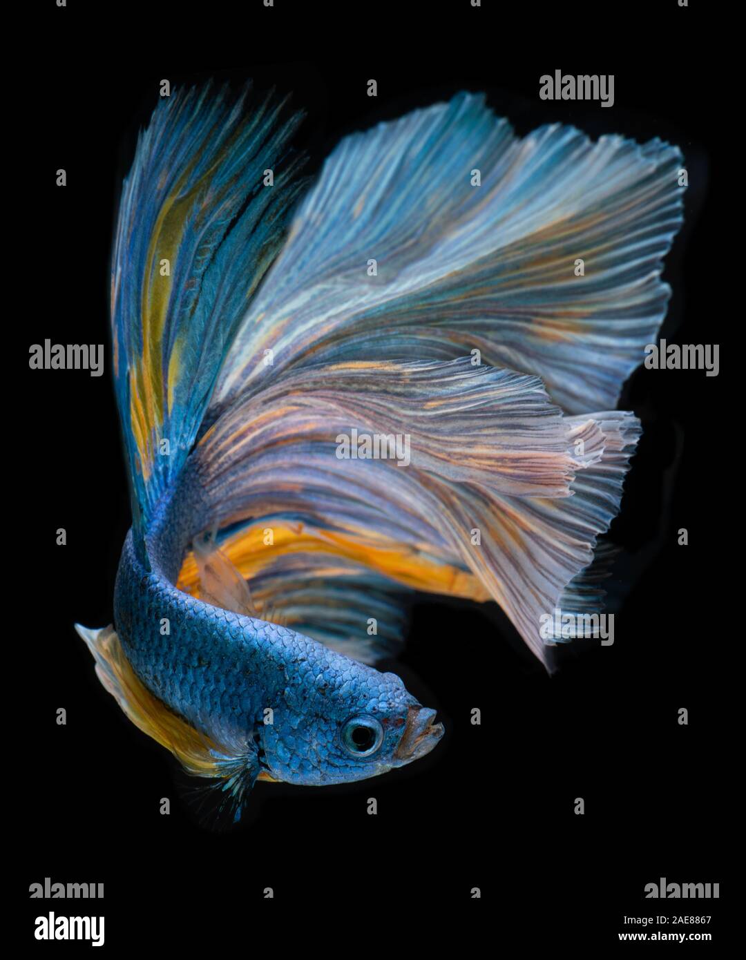 Blue lunga mezza luna Betta pesce o siamesi lotta contro la pesca con sfondo nero. Foto Stock