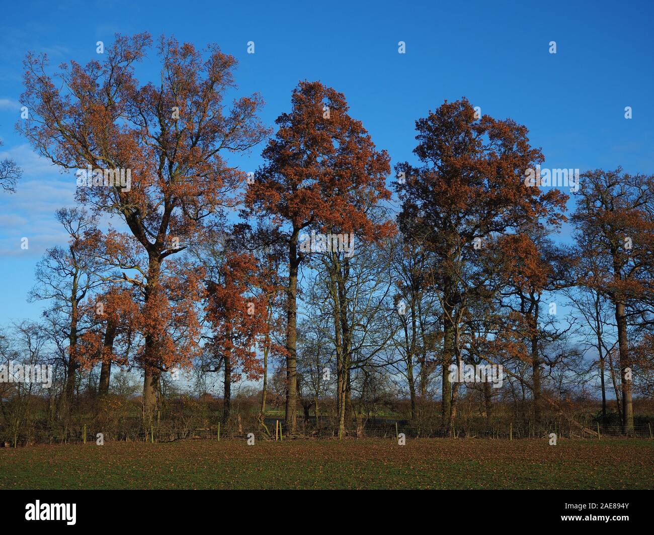 Alberi con bronzo colorato fogliame invernale in un parco nel North Yorkshire, Inghilterra, con un cielo blu sullo sfondo Foto Stock