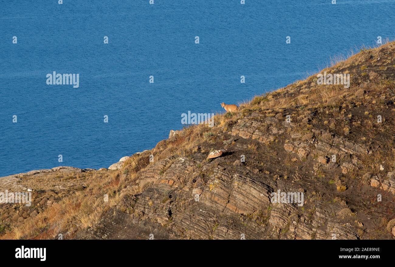 Il novellame di nasello di Patagonia Puma cub seduti sul pendio roccioso vicino al lago. Foto Stock