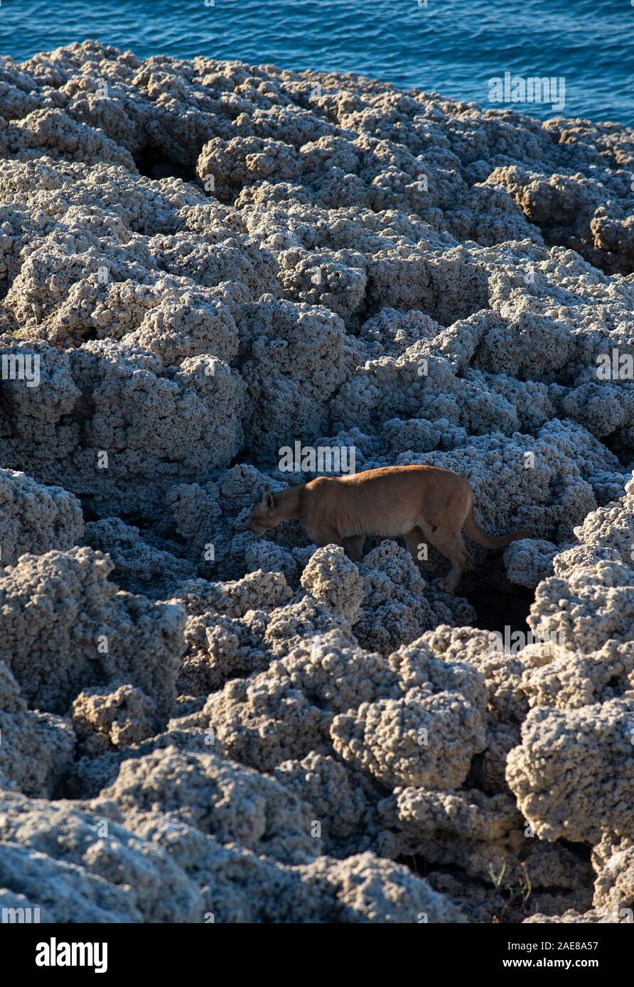 Femmina adulta del nasello di Patagonia Puma a piedi attraverso il calcio rock formazione vicino alle rive del lago Sarmiento. Foto Stock