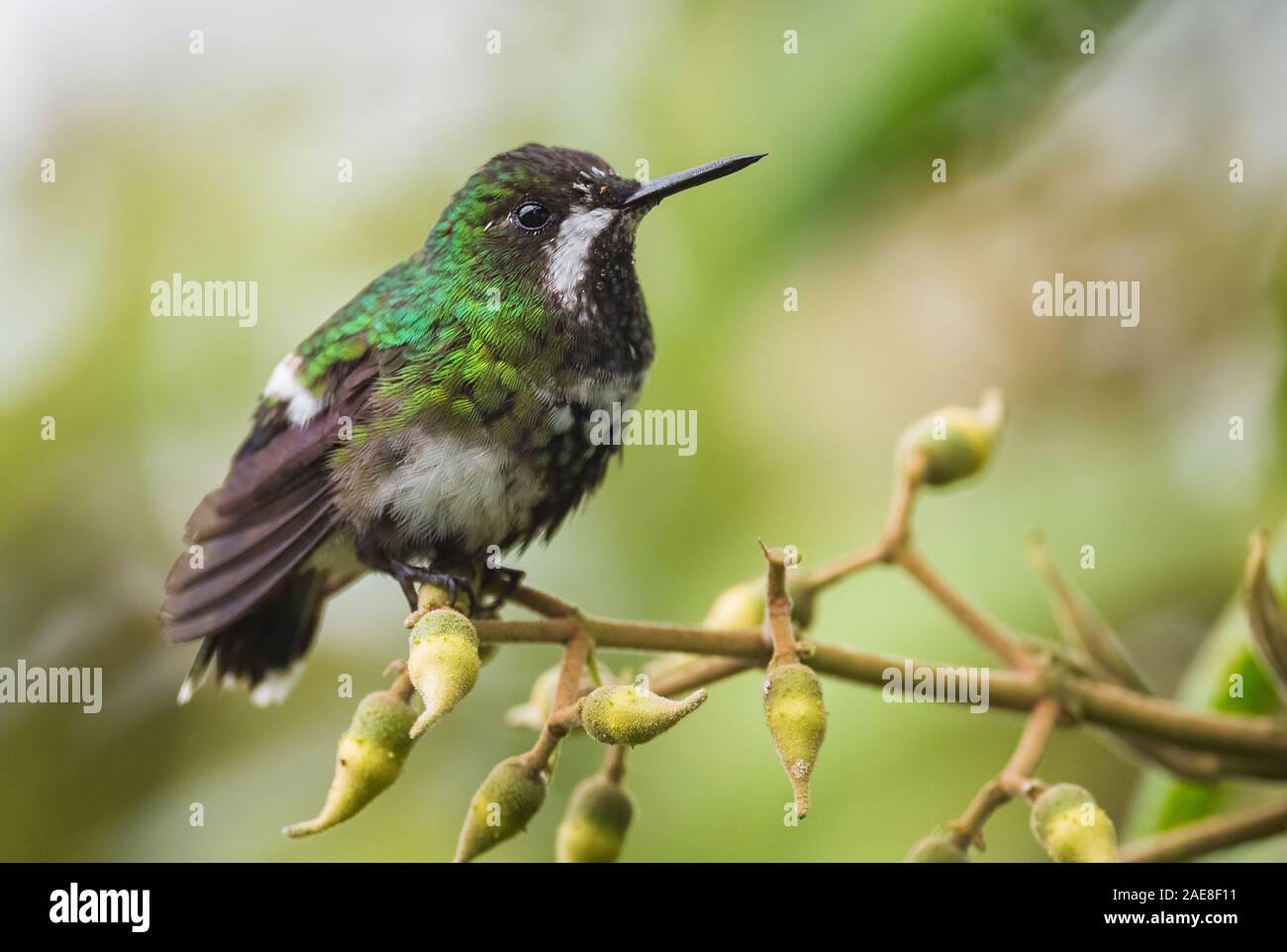 Verde - Thorntail Discosura conversii, bel verde e bianco hummingbird dalle Ande occidentali, Mindo, Ecuador. Foto Stock