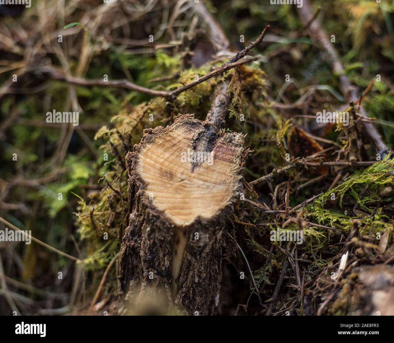La crescita di diramazione nella struttura ad albero Foto Stock