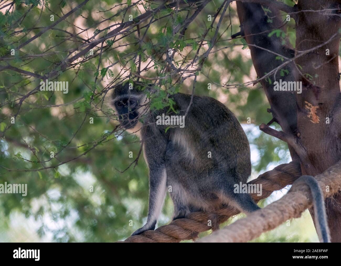 Carino animale selvatico Vervet Monkey in Al Ain Zoo Safari Foto Stock