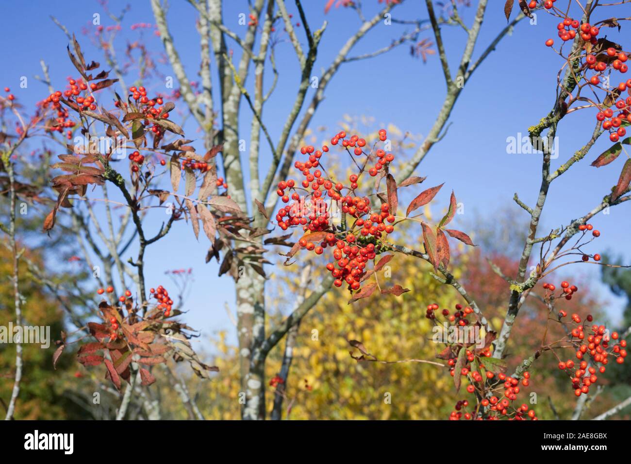 Sorbus commixta. Bacche rosse su un giapponese Rowan tree. Foto Stock