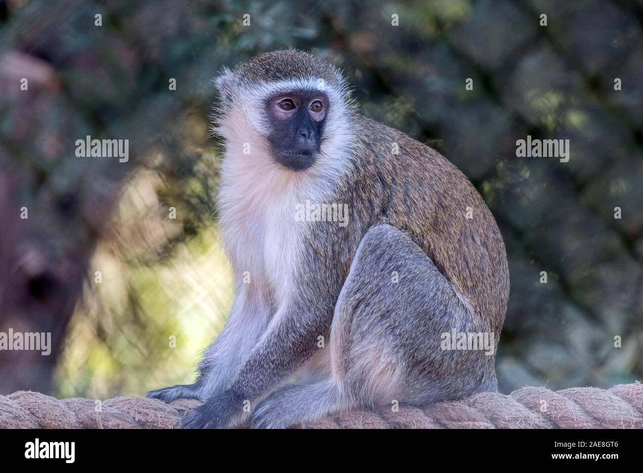 Carino animale selvatico Vervet Monkey in Al Ain Zoo Safari Foto Stock