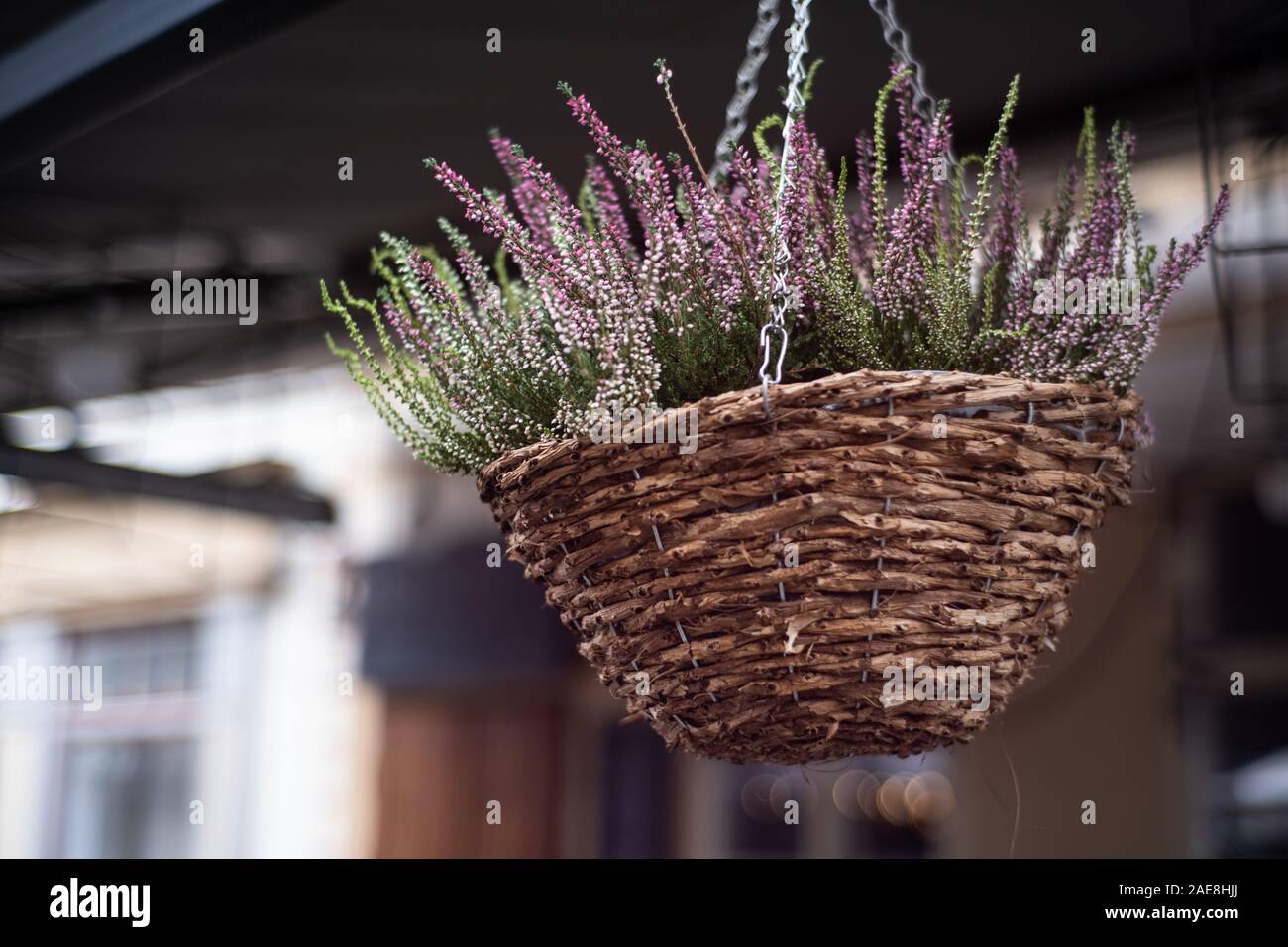 Vaso di fiori sul tetto di un estate cafe. Bella viola impianto pensile al di fuori. Foto Stock