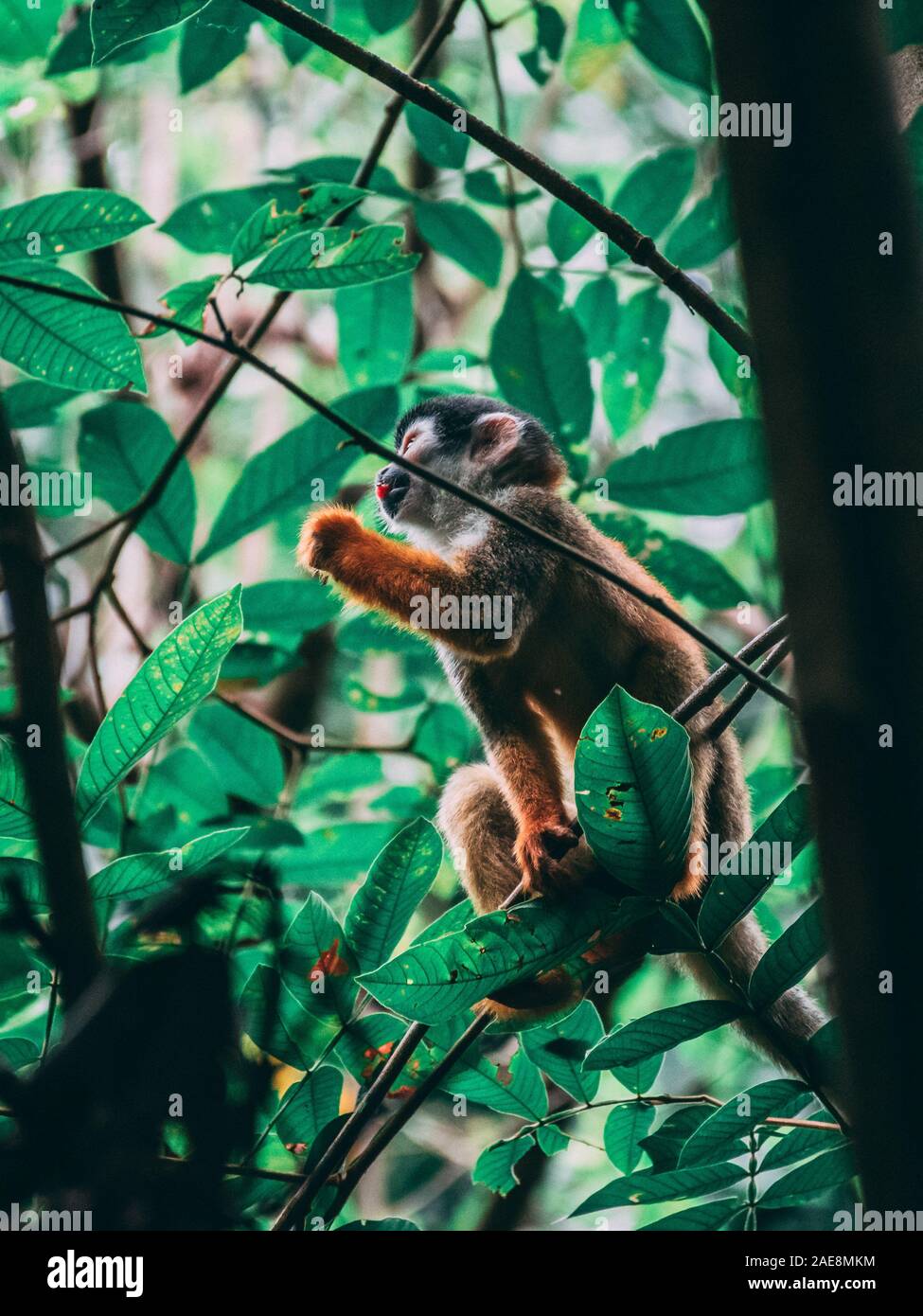 Carino Scimmia di scoiattolo di mangiare in un ramo di albero, Costa Rica Foto Stock