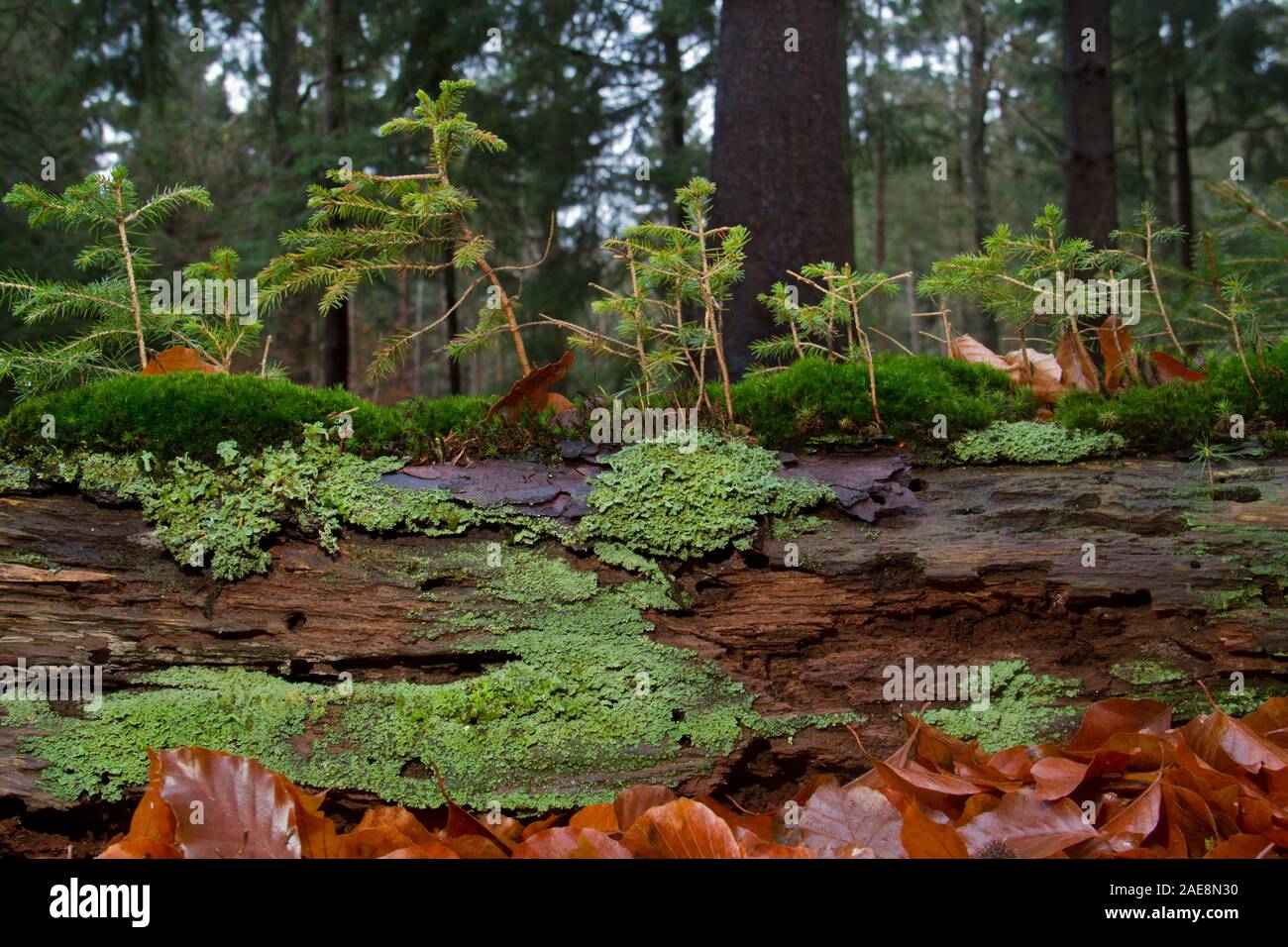Cerchio di vita: i licheni, alghe e giovani pini crescente sul marciume stelo di un albero morto Foto Stock