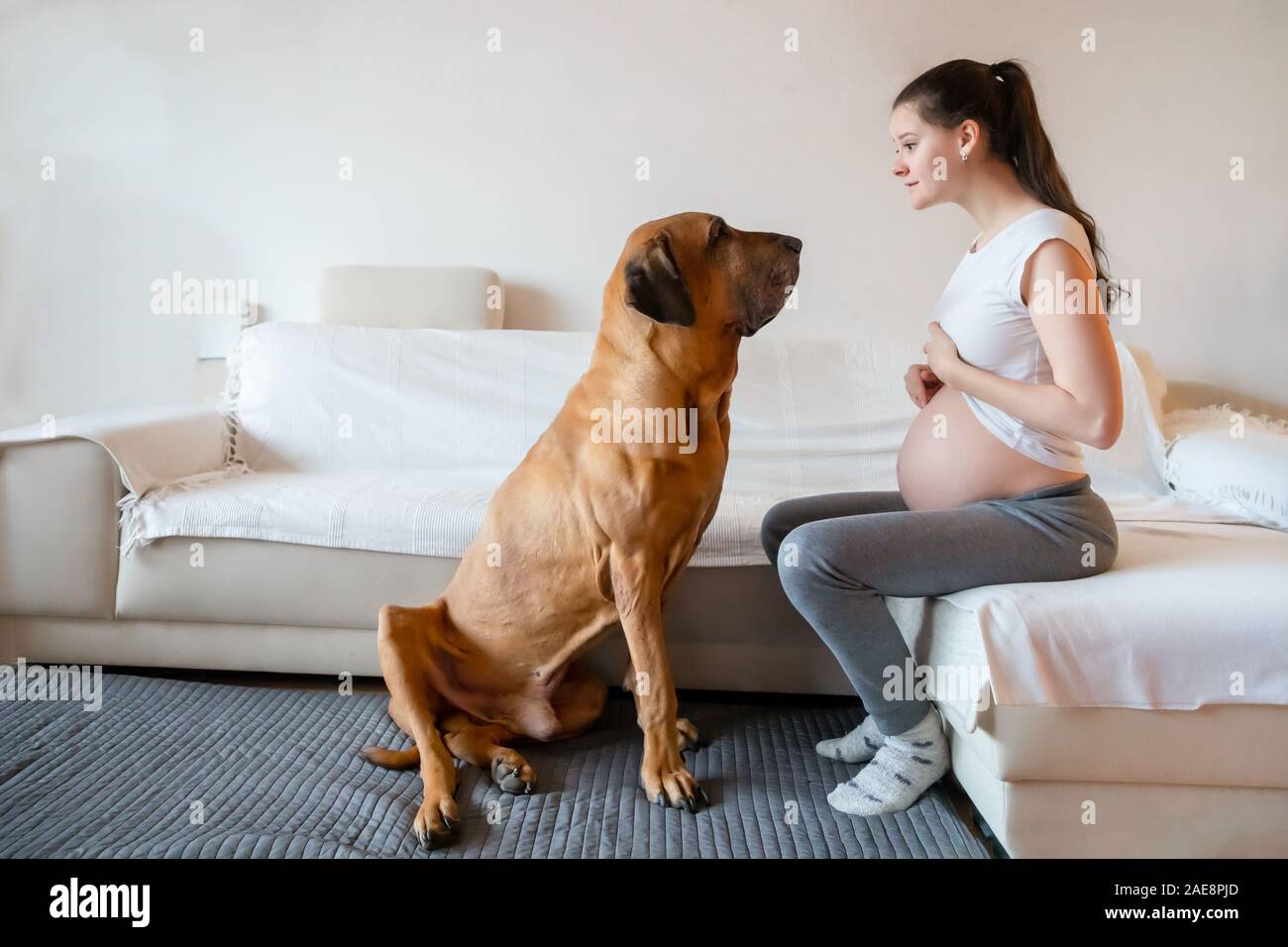Felice donna incinta con un grande cane di razza Fila brasileiro in home Foto Stock