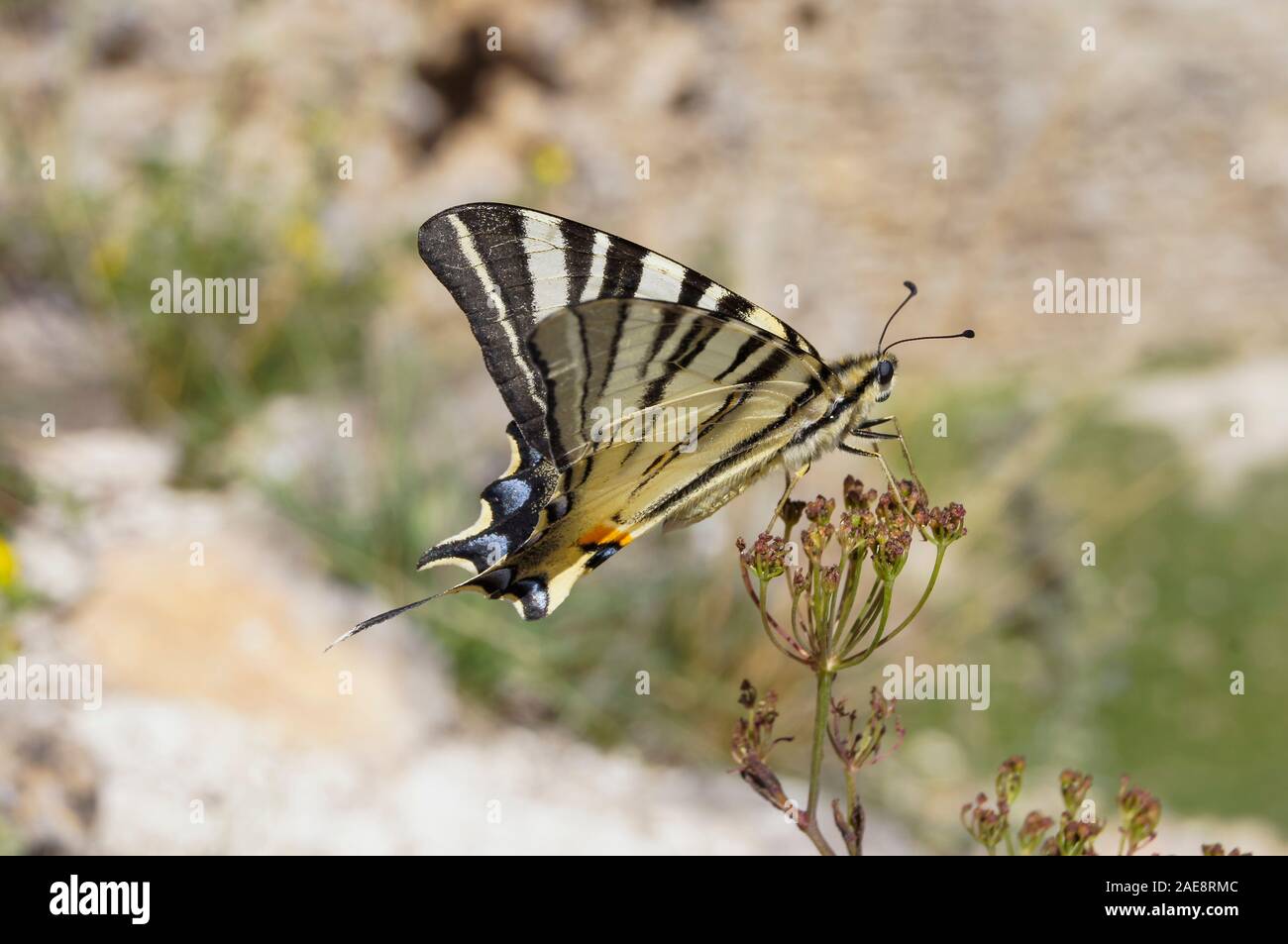 Viva la scarsa coda forcuta (Iphiclides podalirius) farfalla in natura, sul castello di Brekov. La Slovacchia, Europa Foto Stock