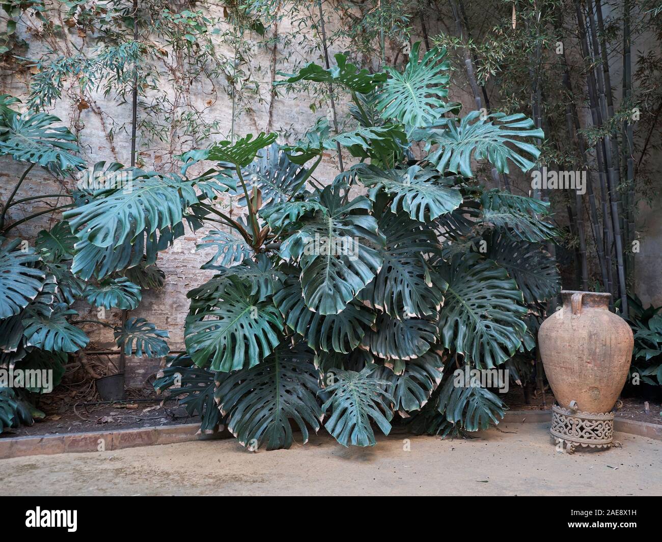 Monstera Deliciosa o formaggio svizzero impianto al Palacio de Las Dueñas, Siviglia, in Andalusia, Spagna. Foto Stock