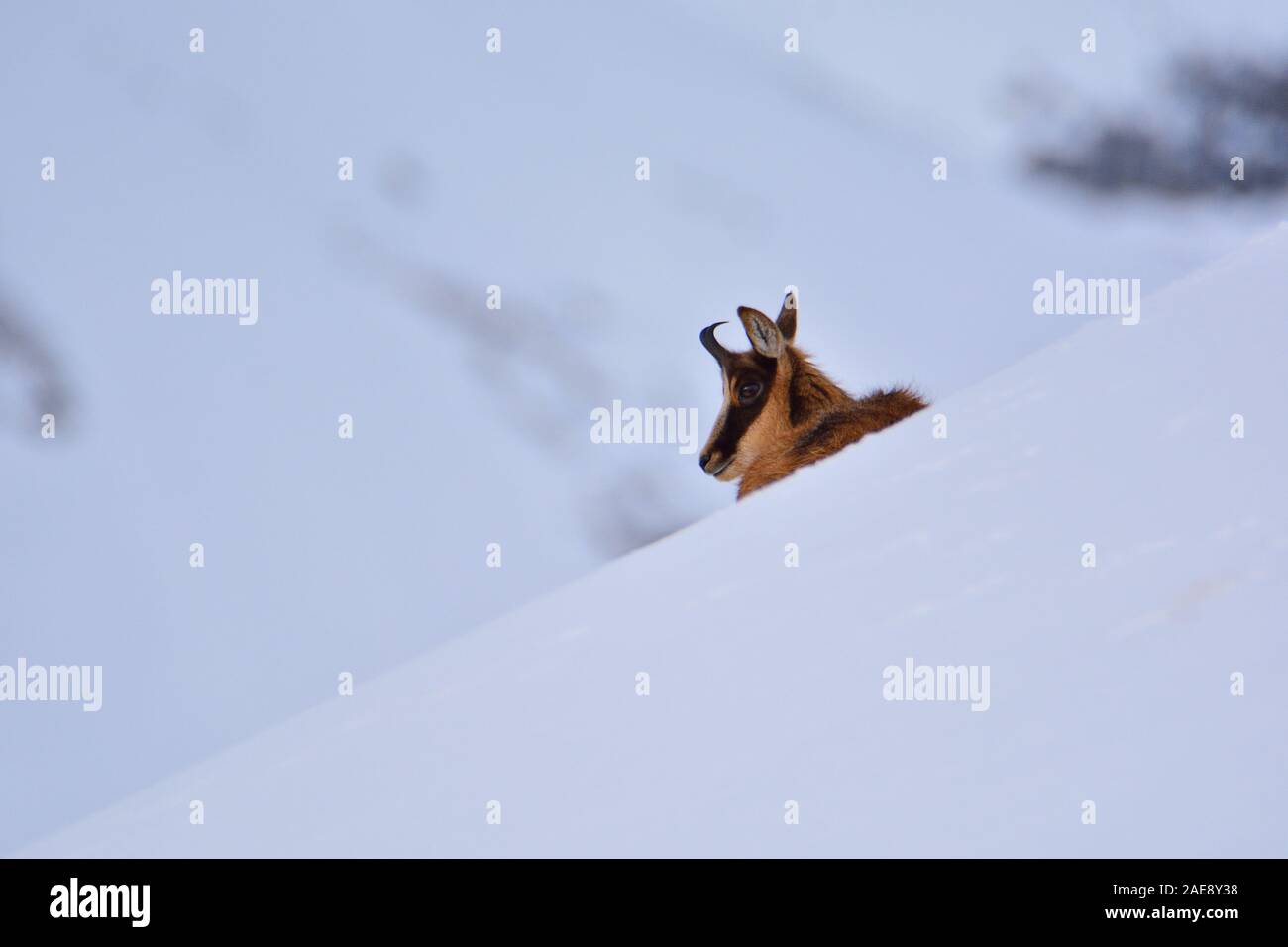 Il camoscio nella neve sulle cime del Parco Nazionale Picos de Europa in Spagna. Rebeco,Rupicapra rupicapra. Foto Stock