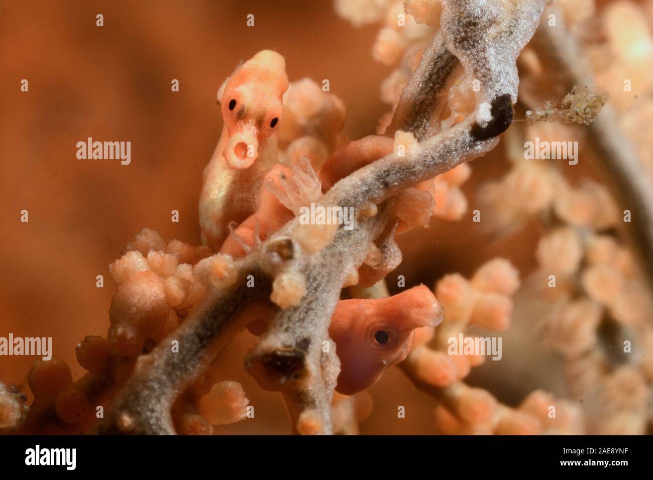 Cavalluccio marino pigmeo, Hippocmpus denise, Tulamben, Indonesia. Il minuscolo cavalluccio marino Denise è fra i più piccoli cavallucci marini nel mondo. Le loro dimensioni e capacità Foto Stock