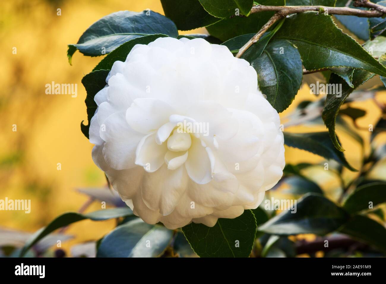 Camellia japonica pianta in fiore Foto Stock